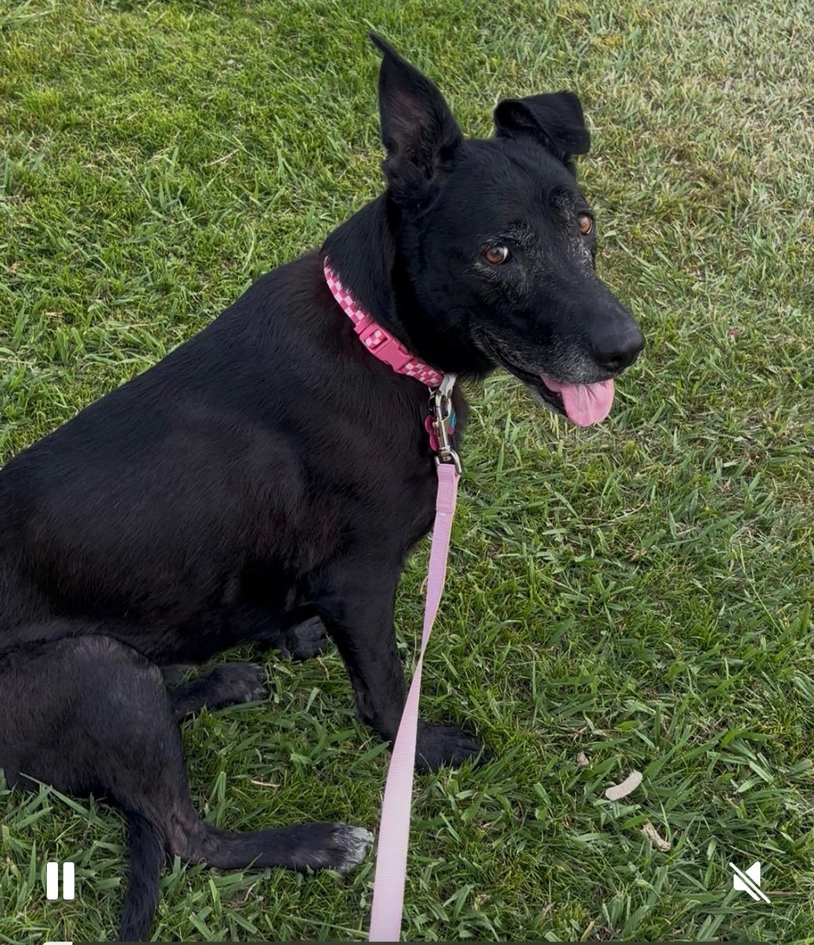 Enlarge Lulu, an adopted mixed breed in Sacramento, CA image 6/6