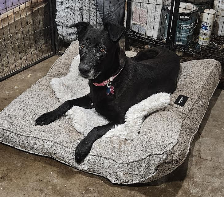 Lulu, a ADOPTABLE mixed breed in Arvada, CO image 2/6