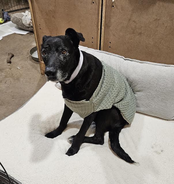 Lulu, a ADOPTABLE mixed breed in Arvada, CO image 3/6