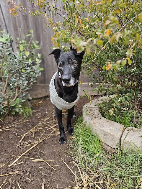 Lulu, a ADOPTABLE mixed breed in Arvada, CO image 4/6