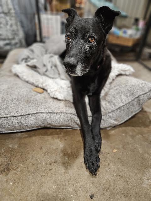 Lulu, a ADOPTABLE mixed breed in Arvada, CO image 5/6