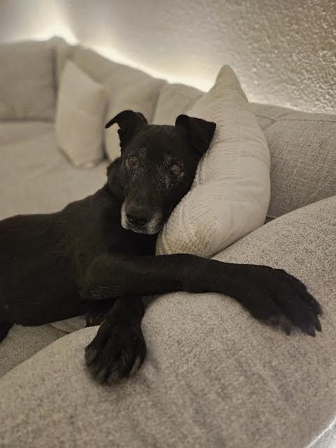 Lulu, ADOPTABLE, Senior Female Labrador Retriever.