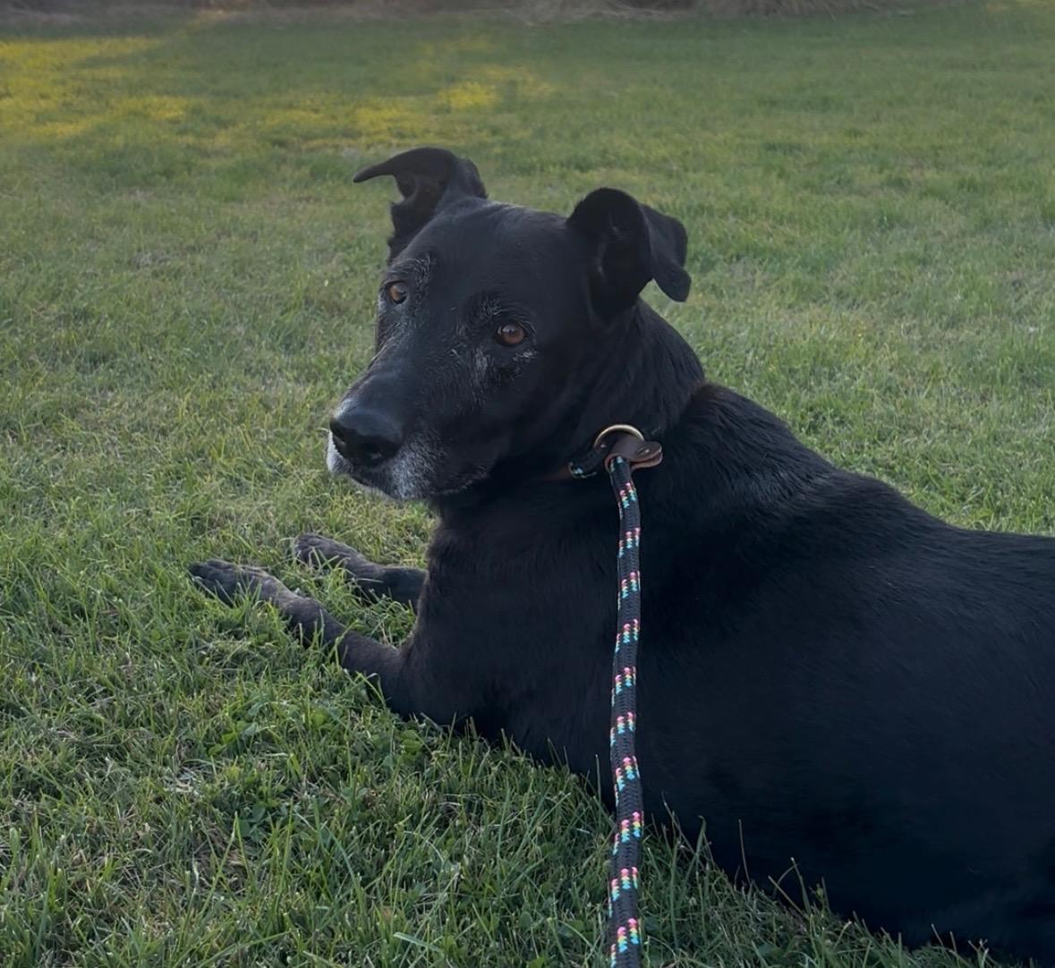 Lulu, ADOPTABLE, Senior Female Labrador Retriever.
