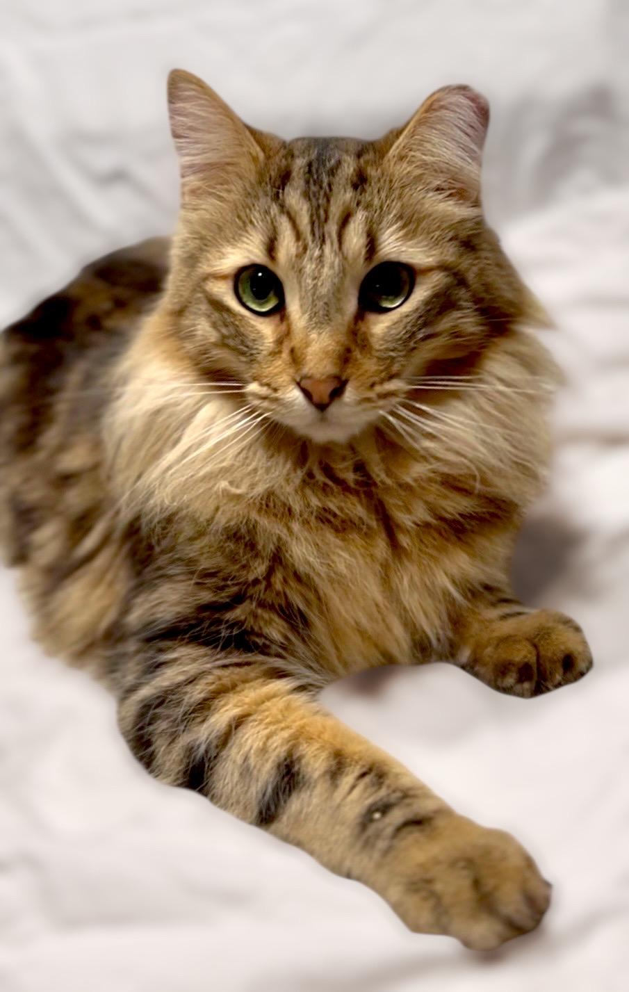 Dad, ADOPTABLE, Adult Male Maine Coon.