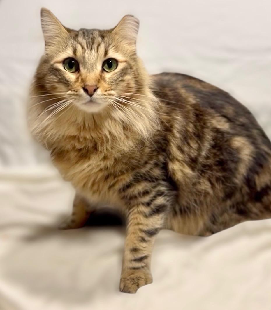 Enlarge Dad, a ADOPTABLE Maine Coon in Pacific Palisades, CA image 2/2