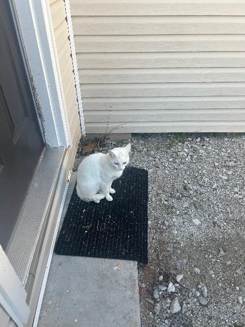 GUSTAVE, Adoptable, Young Male Domestic Short Hair.