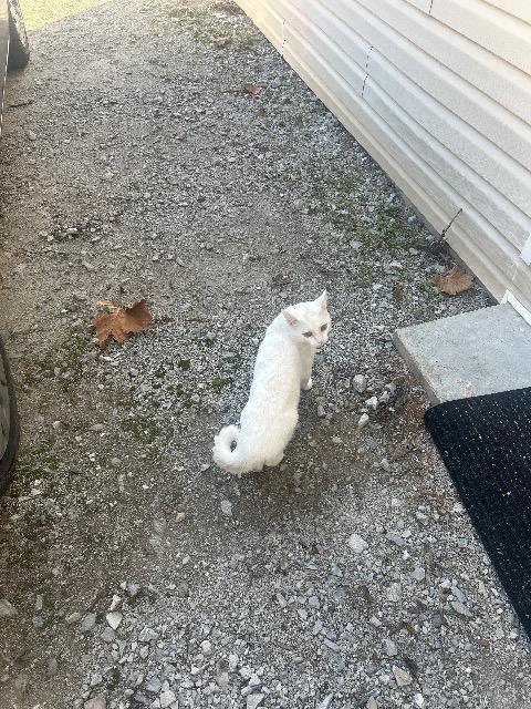 Enlarge GUSTAVE, a Adoptable mixed breed in Athens, AL image 2/3