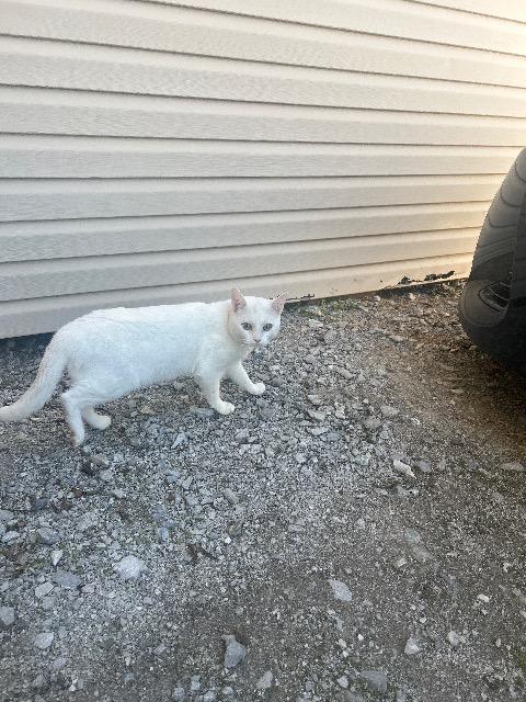 Enlarge GUSTAVE, a Adoptable mixed breed in Athens, AL image 3/3