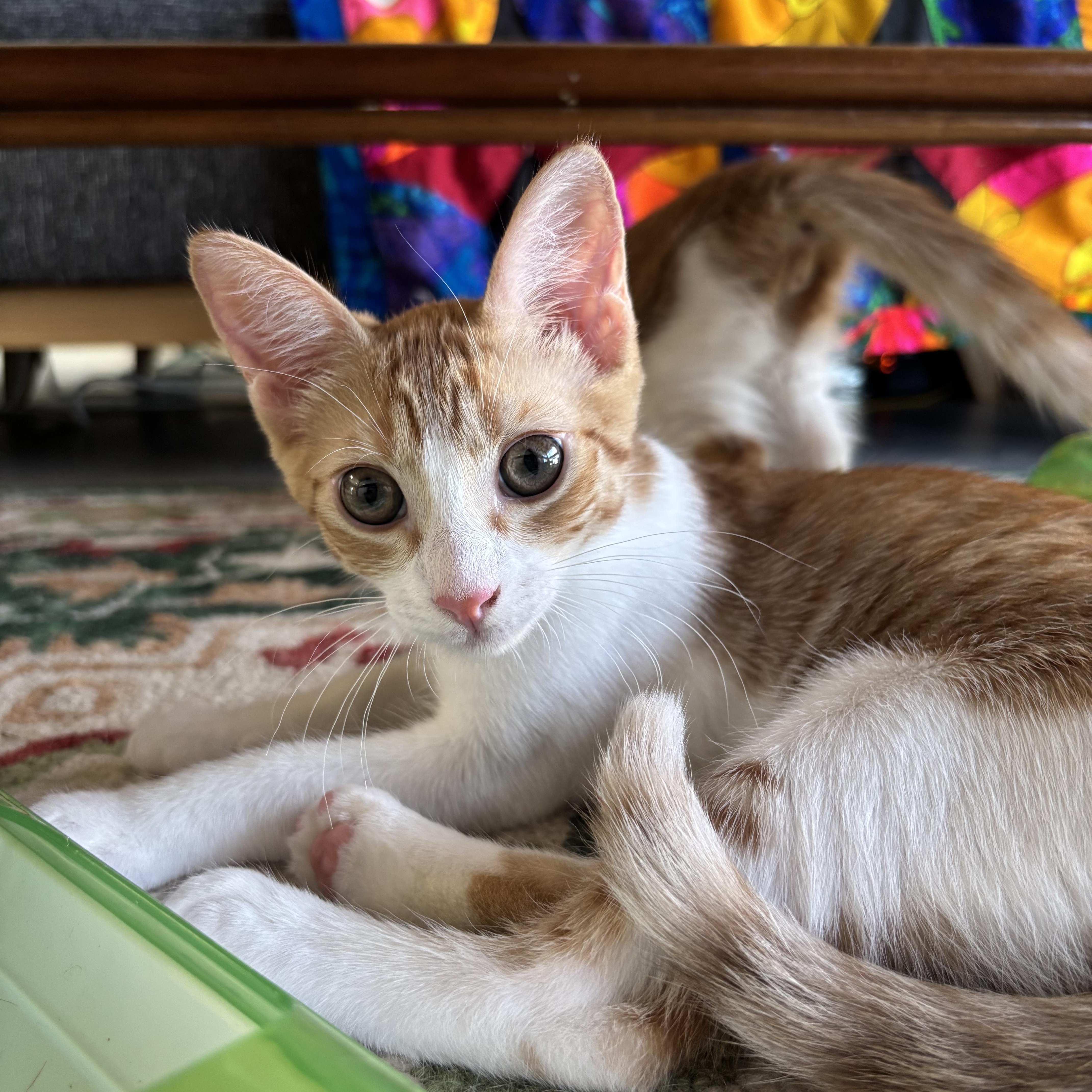 Turbo, adopted, Kitten Male Domestic Short Hair.