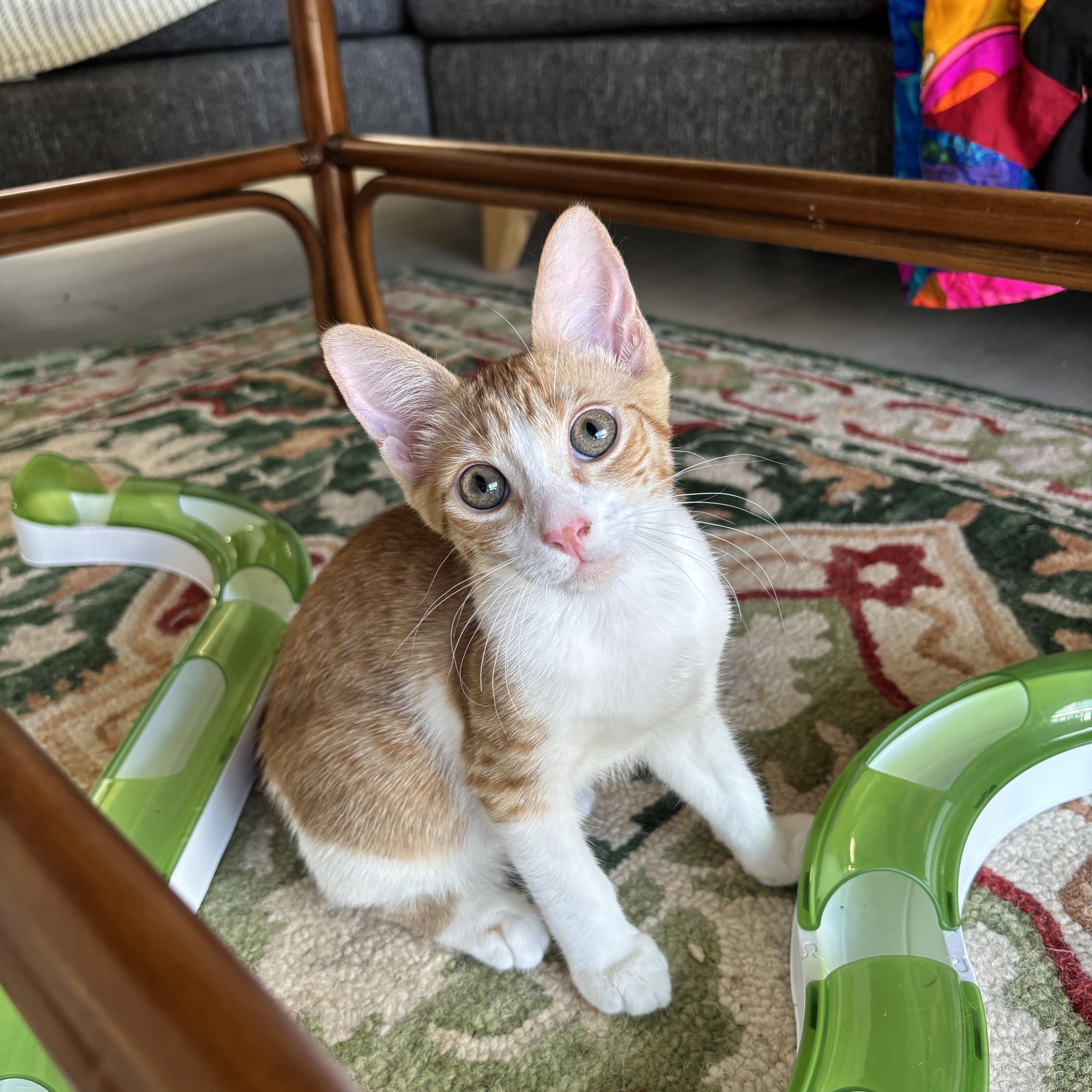Turbo, an adopted Domestic Short Hair in Woodbine, MD image 3/5