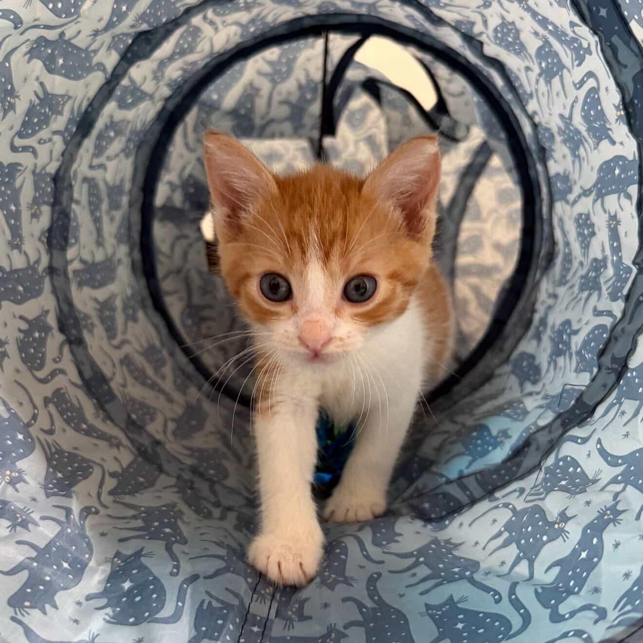 Turbo, an adopted Domestic Short Hair in Woodbine, MD image 2/5