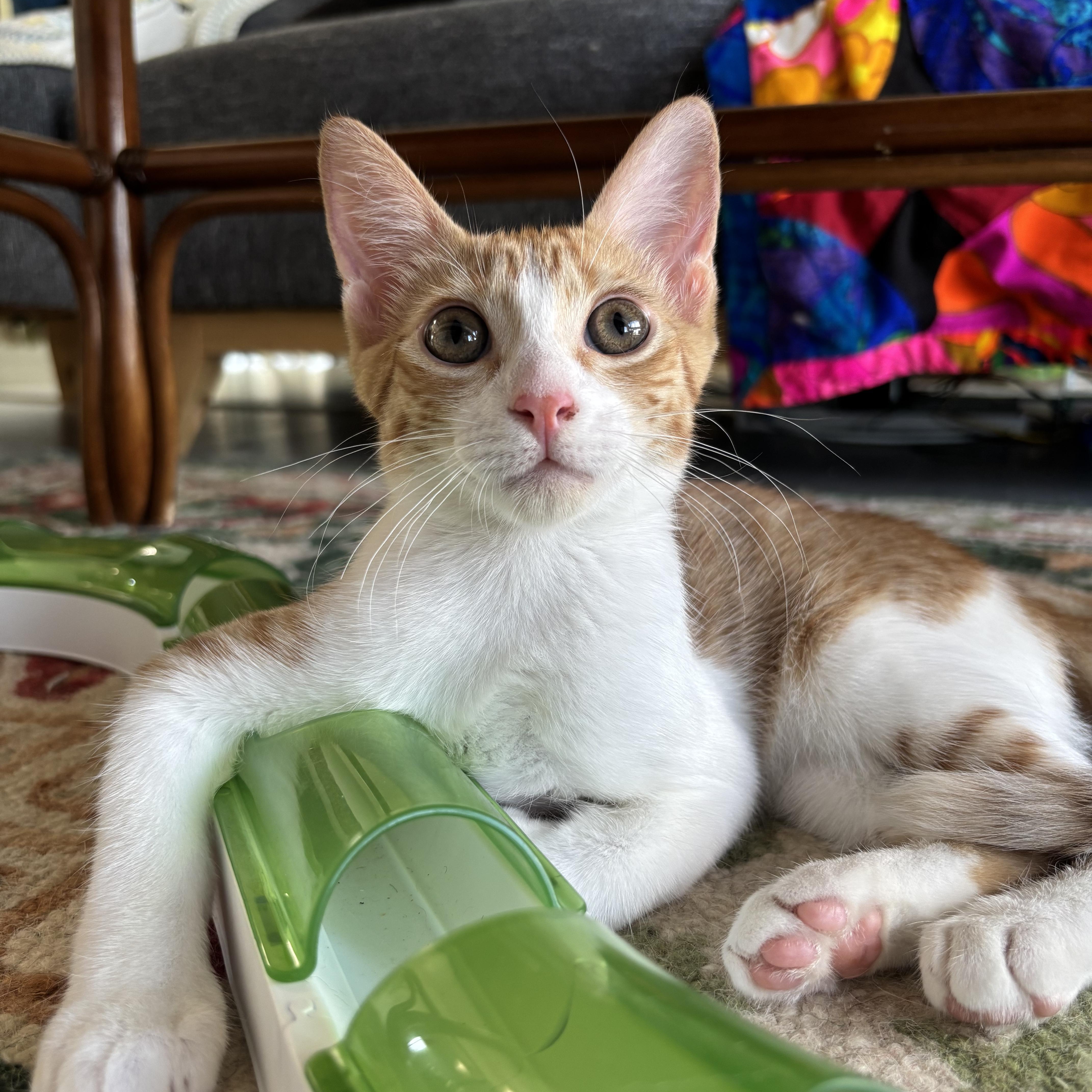 Turbo, an adopted Domestic Short Hair in Woodbine, MD image 4/5