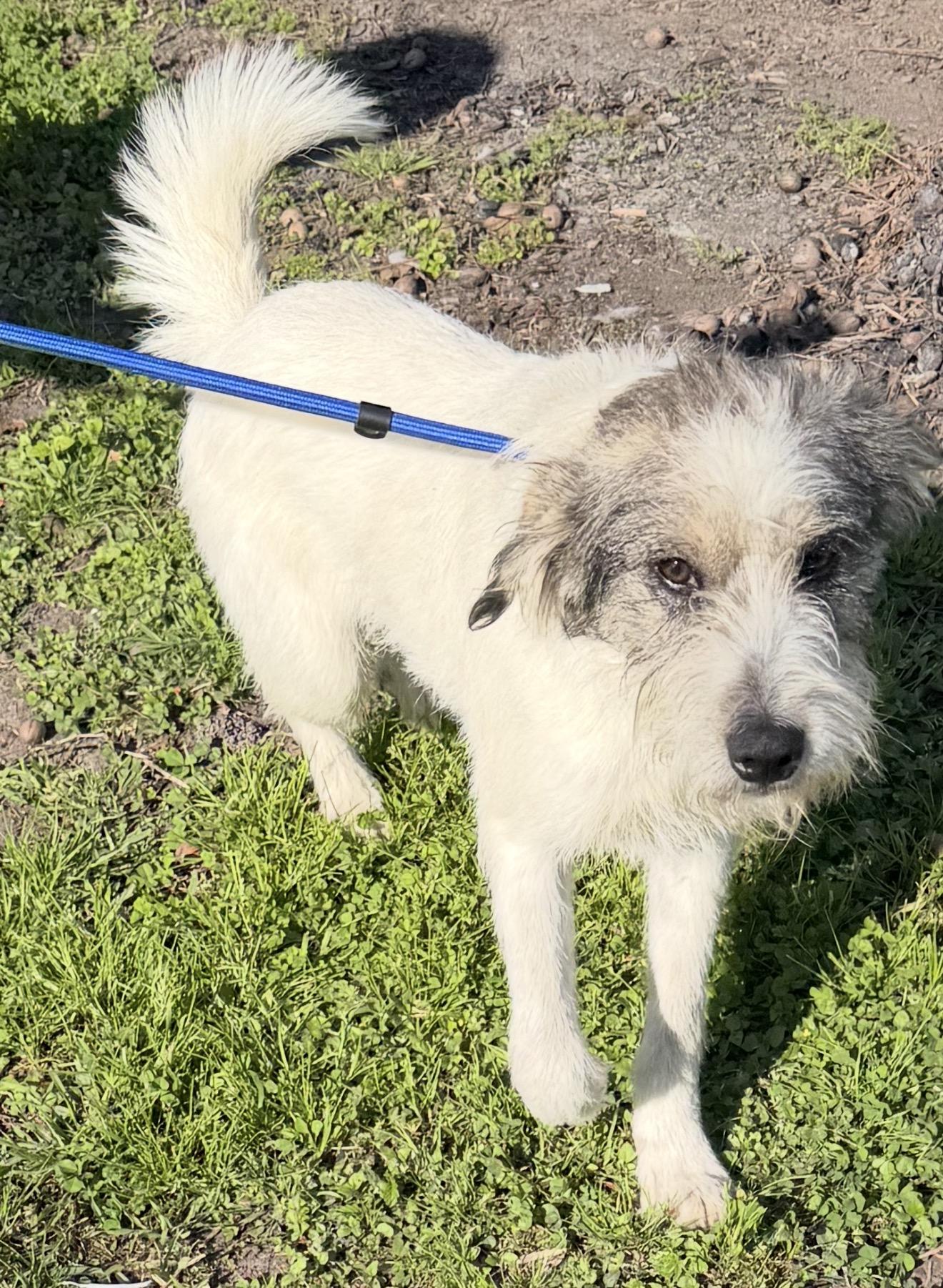 Bugsy, a ADOPTABLE mixed breed in Johnston, RI image 2/3