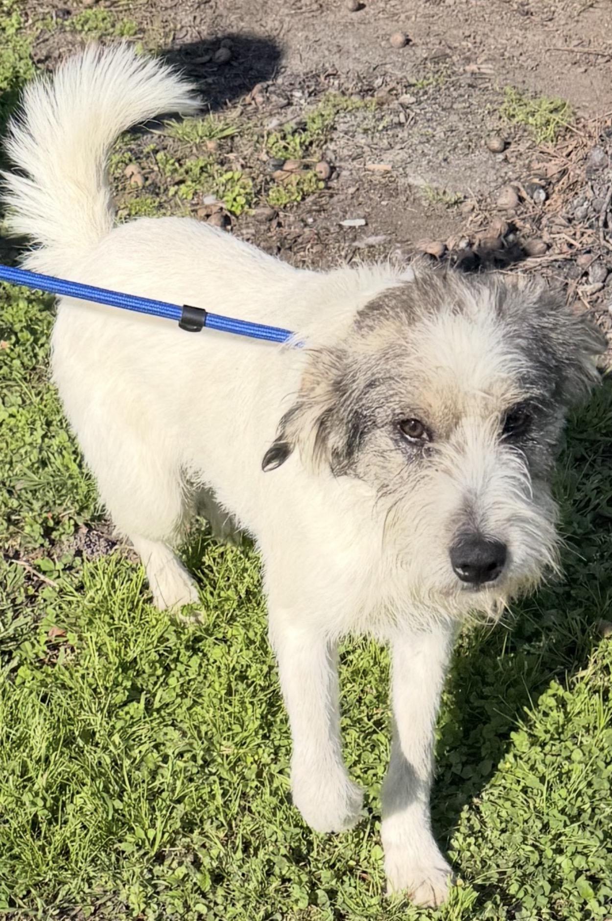 Bugsy, a ADOPTABLE mixed breed in Johnston, RI image 3/3