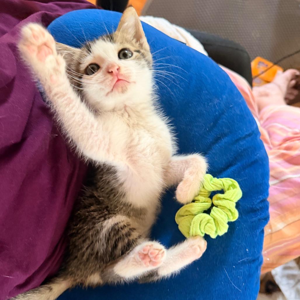 Enlarge Michelangelo, a Adoptable Domestic Short Hair in Volcano, HI image 1/6