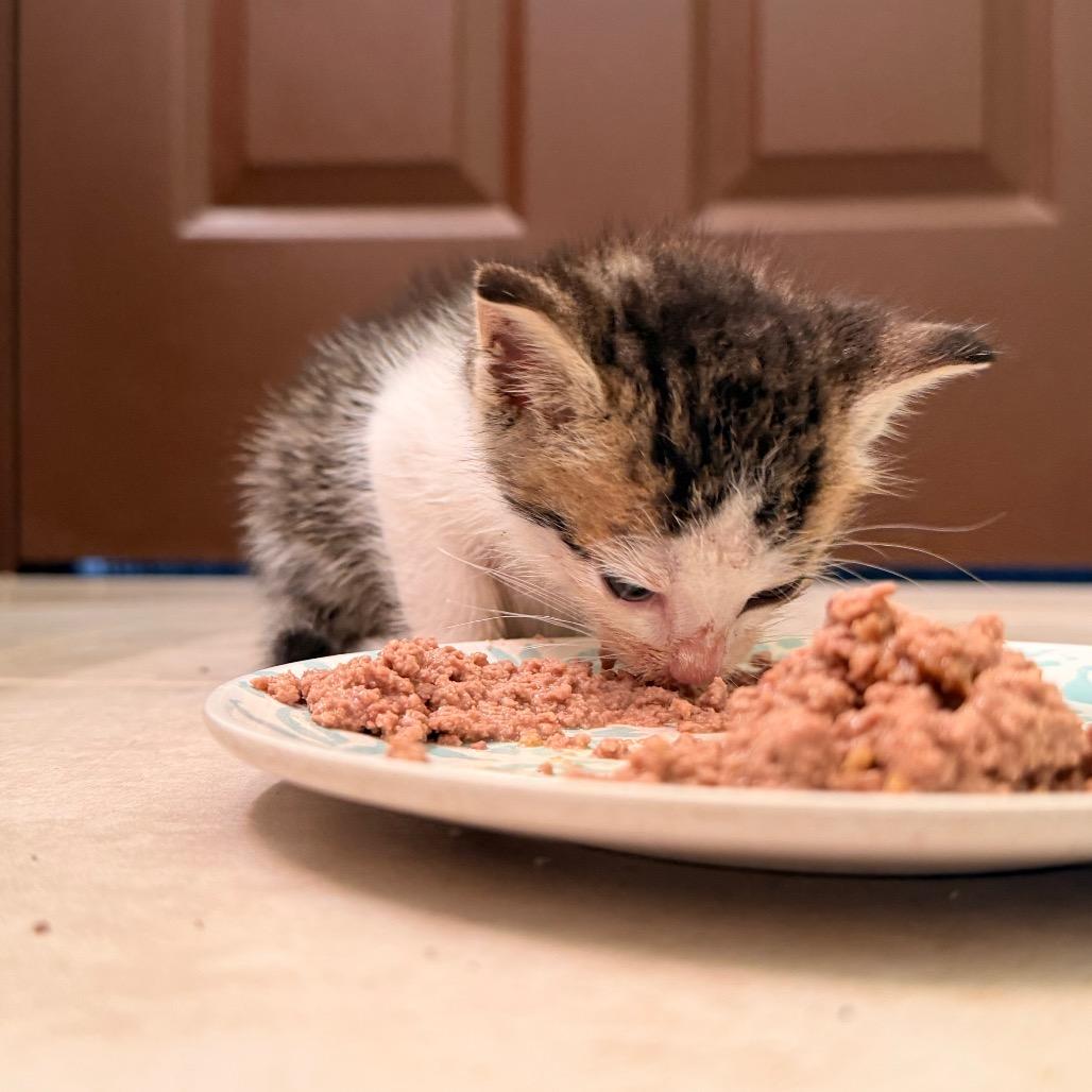 Enlarge Michelangelo, a Adoptable Domestic Short Hair in Volcano, HI image 2/6