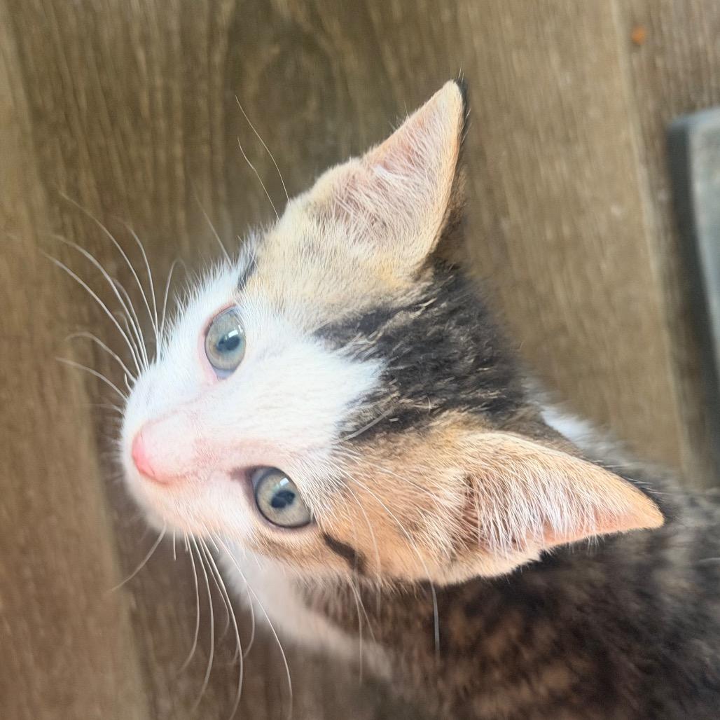 Enlarge Michelangelo, a Adoptable Domestic Short Hair in Volcano, HI image 3/6