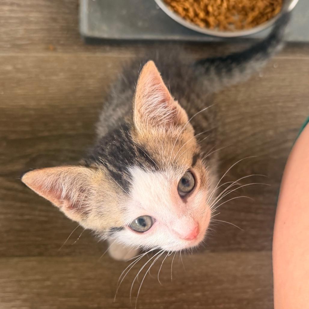 Enlarge Michelangelo, a Adoptable Domestic Short Hair in Volcano, HI image 4/6
