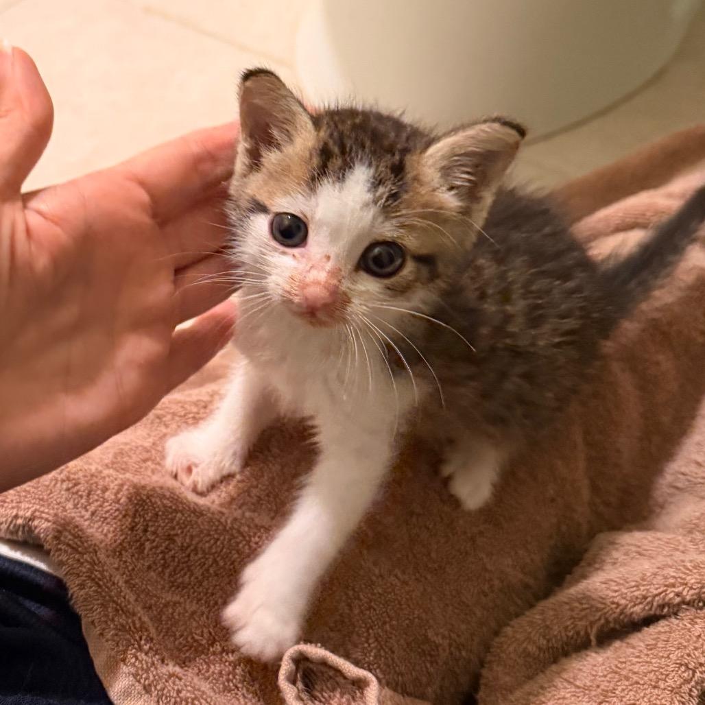Enlarge Michelangelo, a Adoptable Domestic Short Hair in Volcano, HI image 5/6