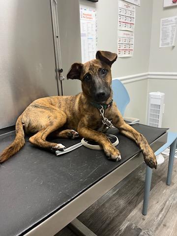 Stella, adopted, Young Female Mixed Breed & Basenji.