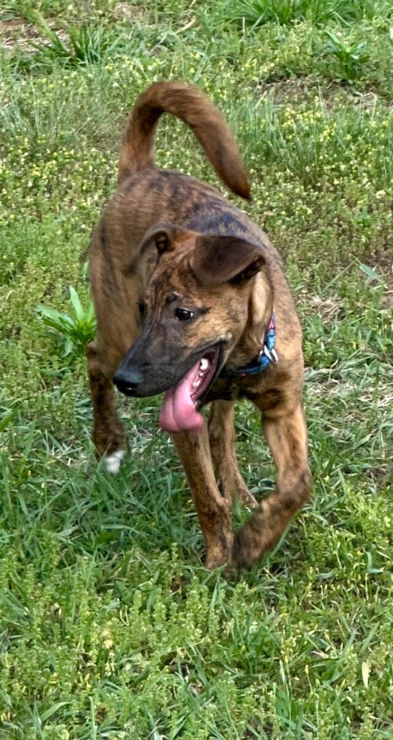 Stella, an adopted mixed breed in Freehold, NJ image 3/3