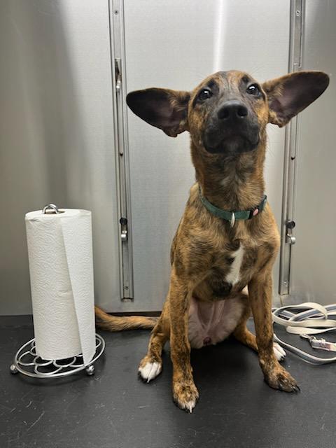 Stella, an adopted mixed breed in Freehold, NJ image 2/3