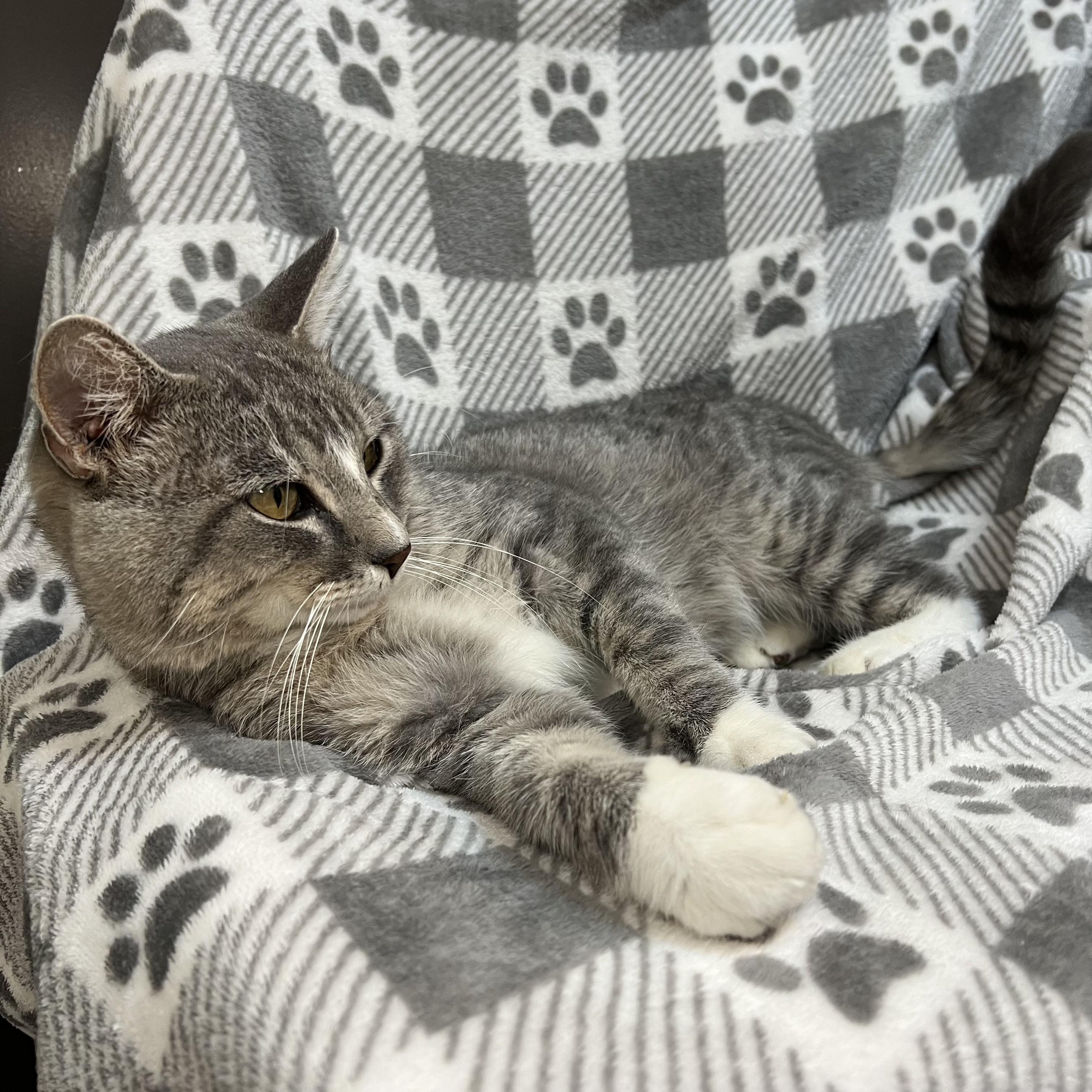 Louie