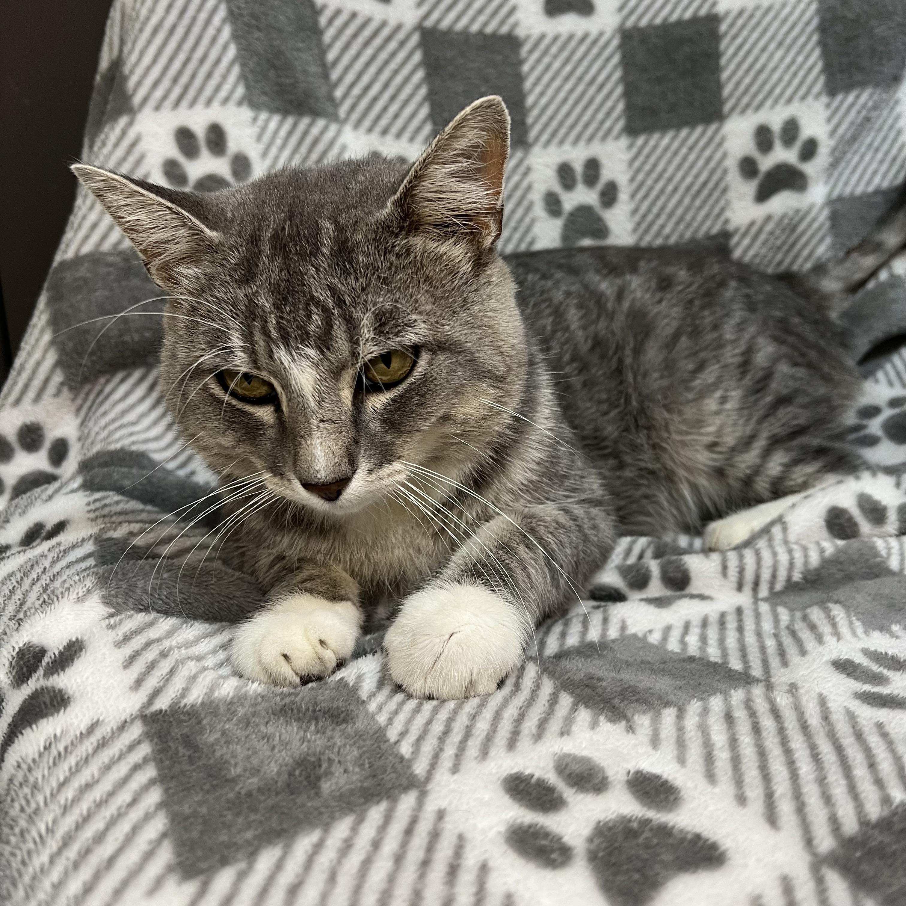 Louie