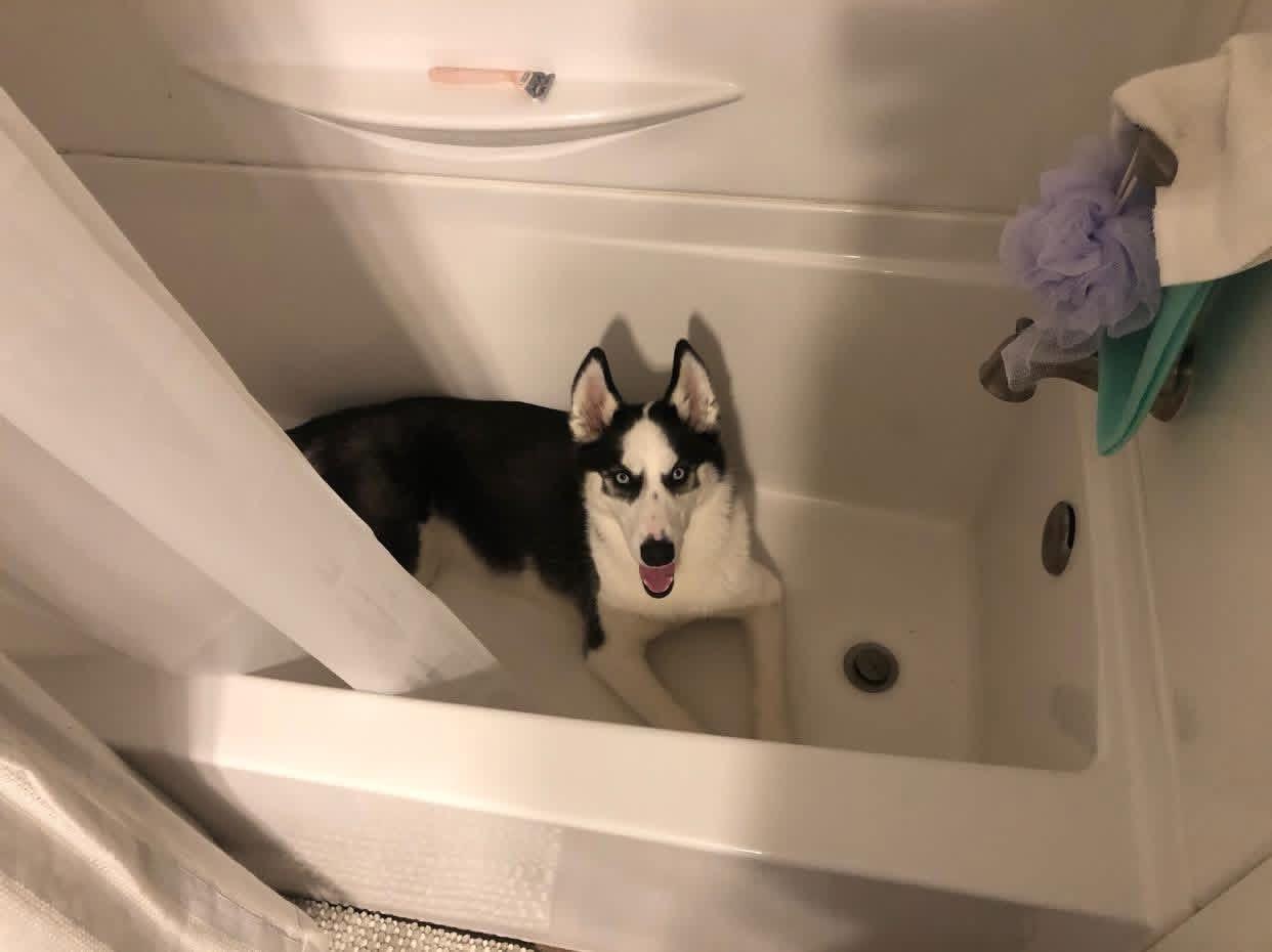 Enlarge Koda (Courtesy Post), an adopted Husky in Talbott, TN image 2/4