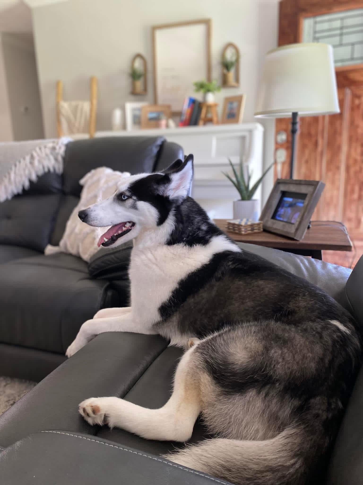 Enlarge Koda (Courtesy Post), an adopted Husky in Talbott, TN image 4/4