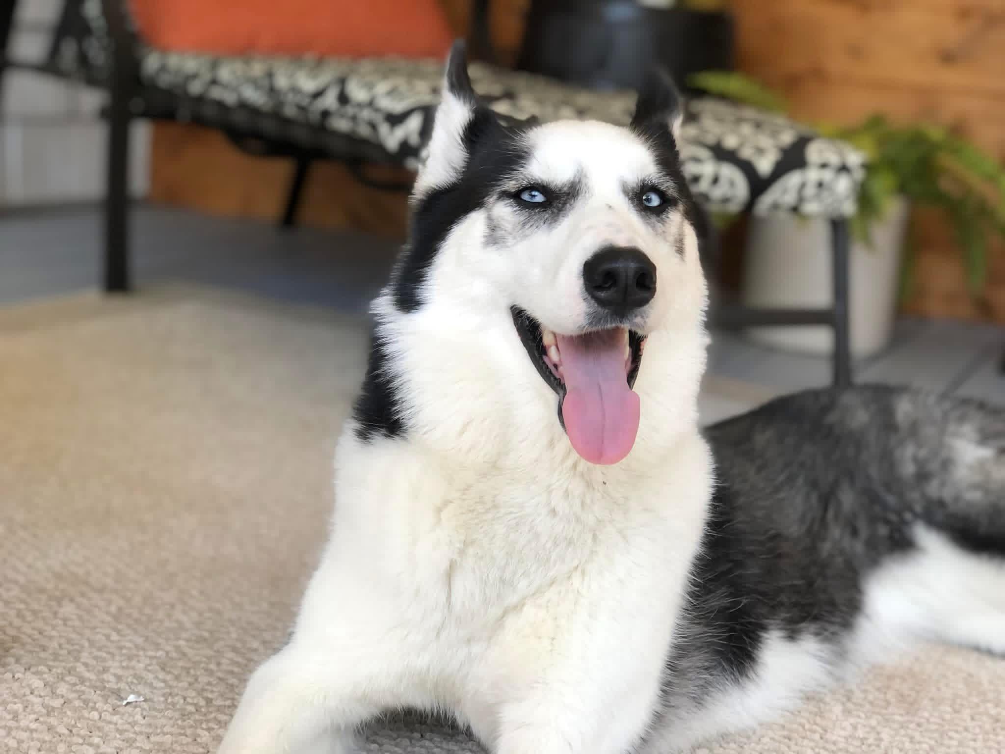 Enlarge Koda (Courtesy Post), an adopted Husky in Talbott, TN image 1/4