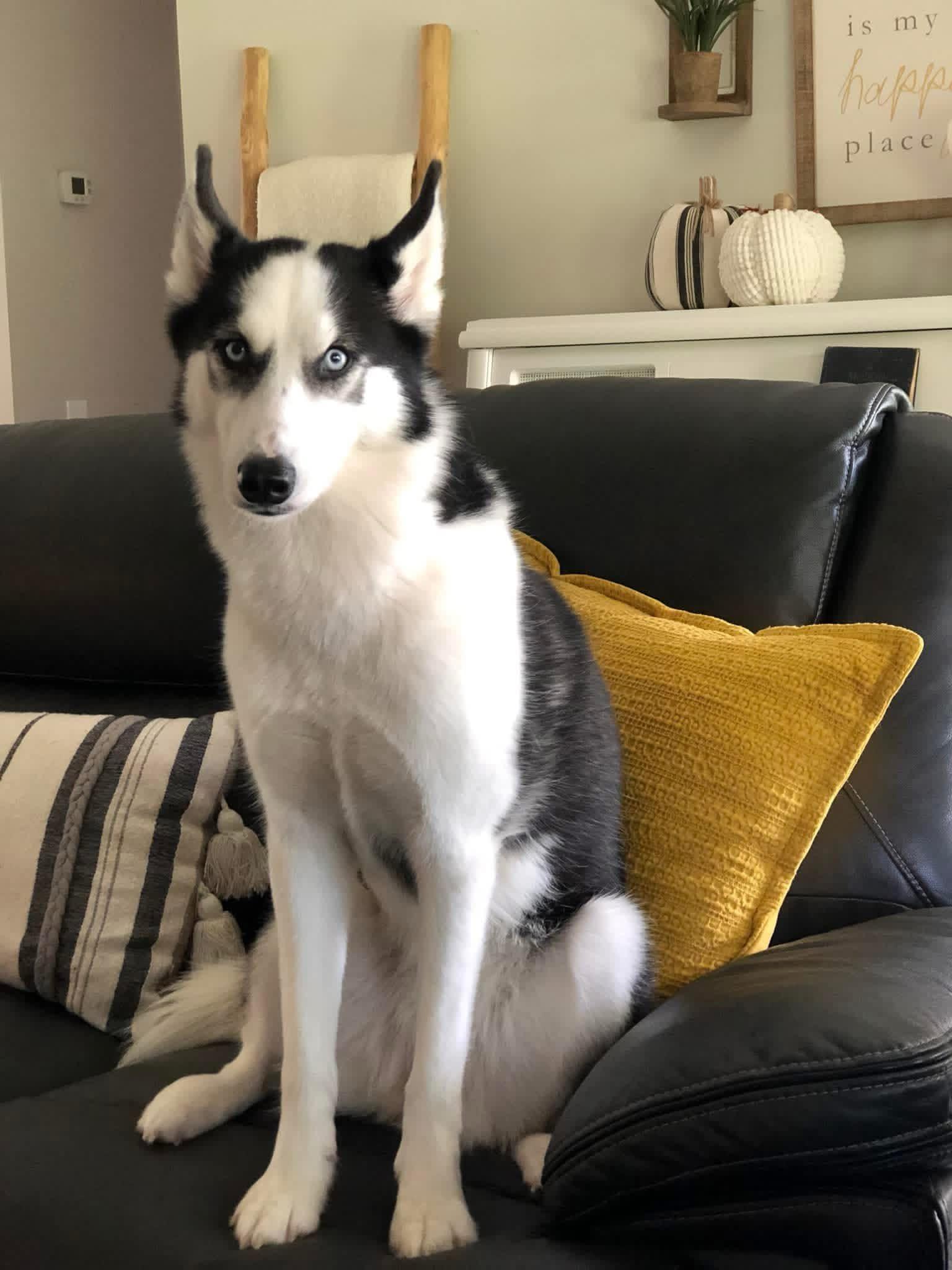 Enlarge Koda (Courtesy Post), an adopted Husky in Talbott, TN image 3/4