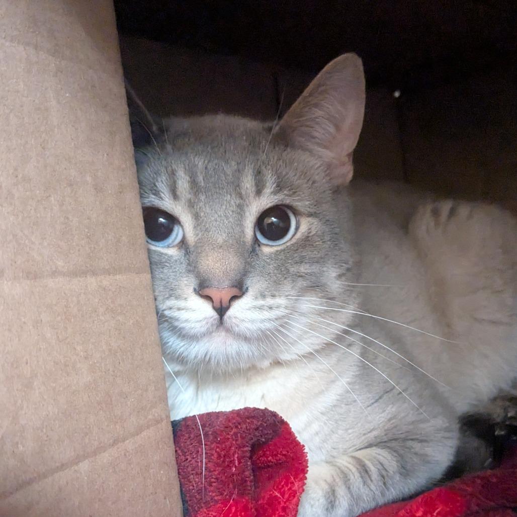Casper, Adoptable, Adult Male Siamese & Domestic Short Hair.