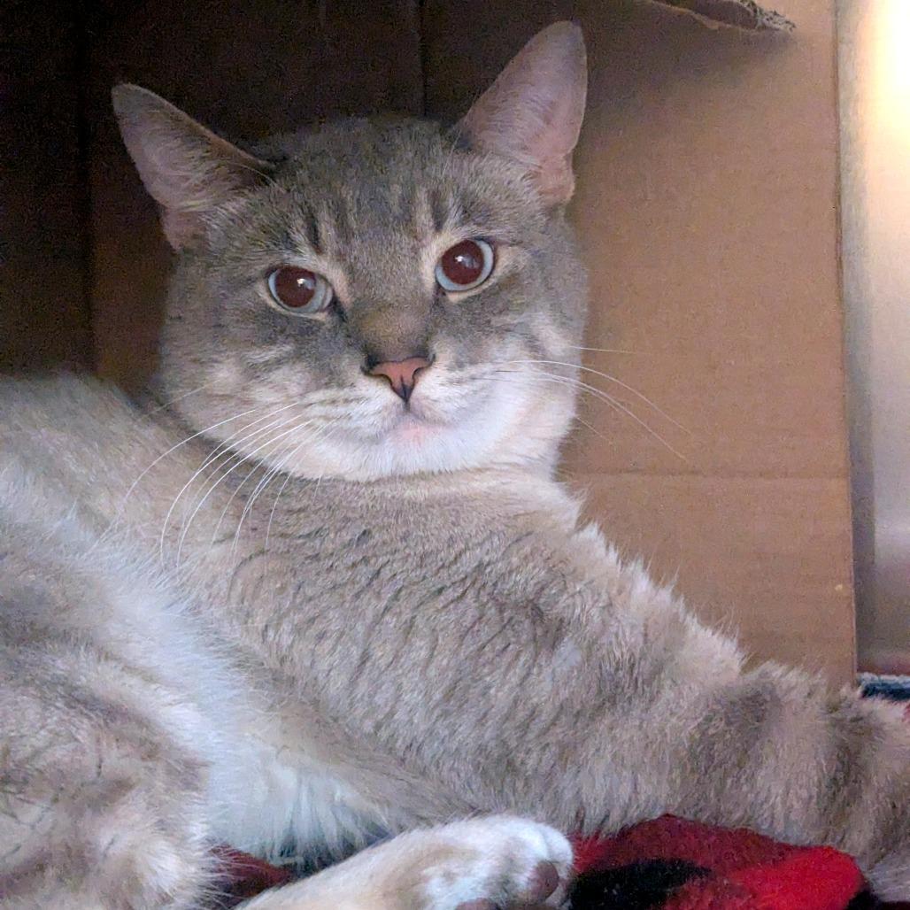 Enlarge Casper, a Adoptable mixed breed in Providence, RI image 5/5