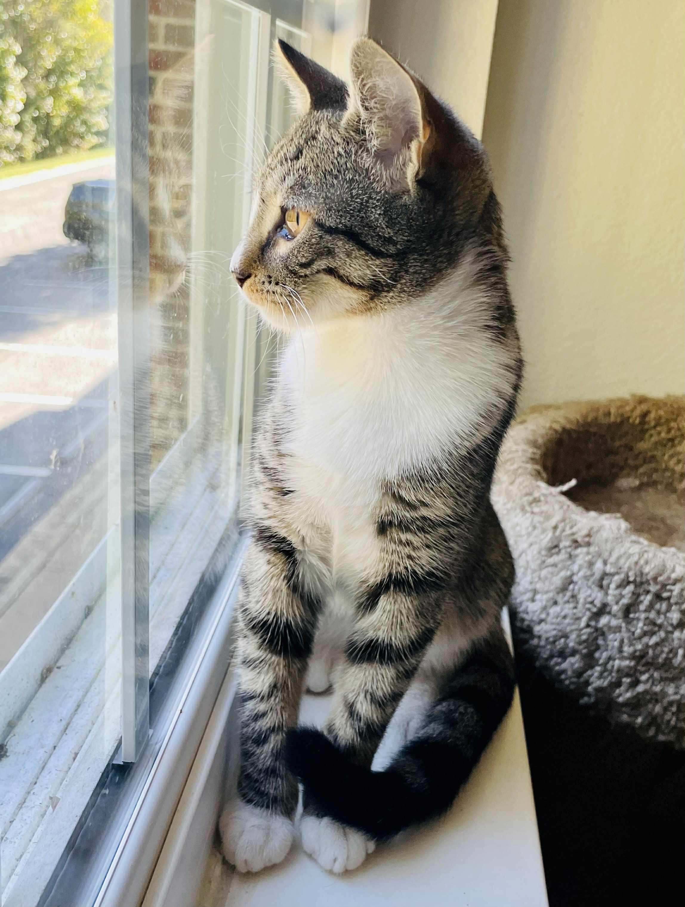 Enlarge Sweet Ginger, a Adoptable Domestic Short Hair in Belmont, NC image 3/5