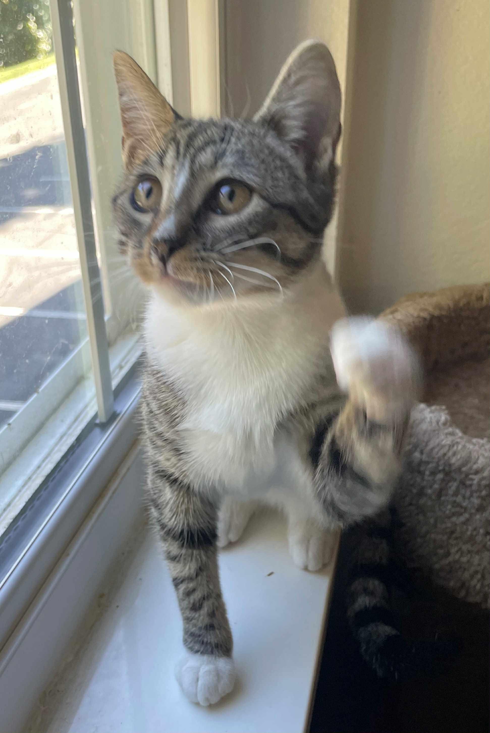 Enlarge Sweet Ginger, a Adoptable Domestic Short Hair in Belmont, NC image 4/5