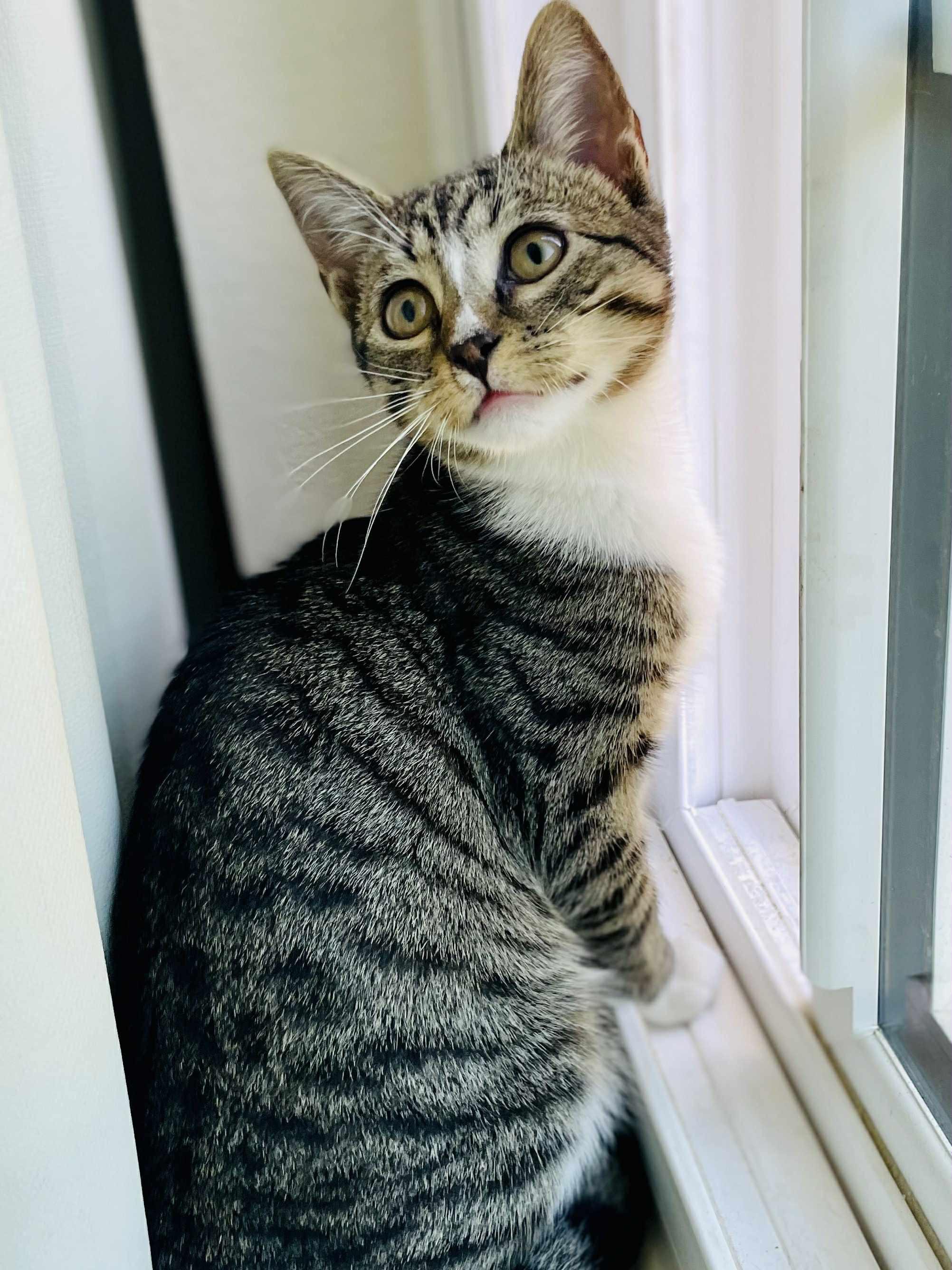 Enlarge Sweet Ginger, a Adoptable Domestic Short Hair in Belmont, NC image 5/5