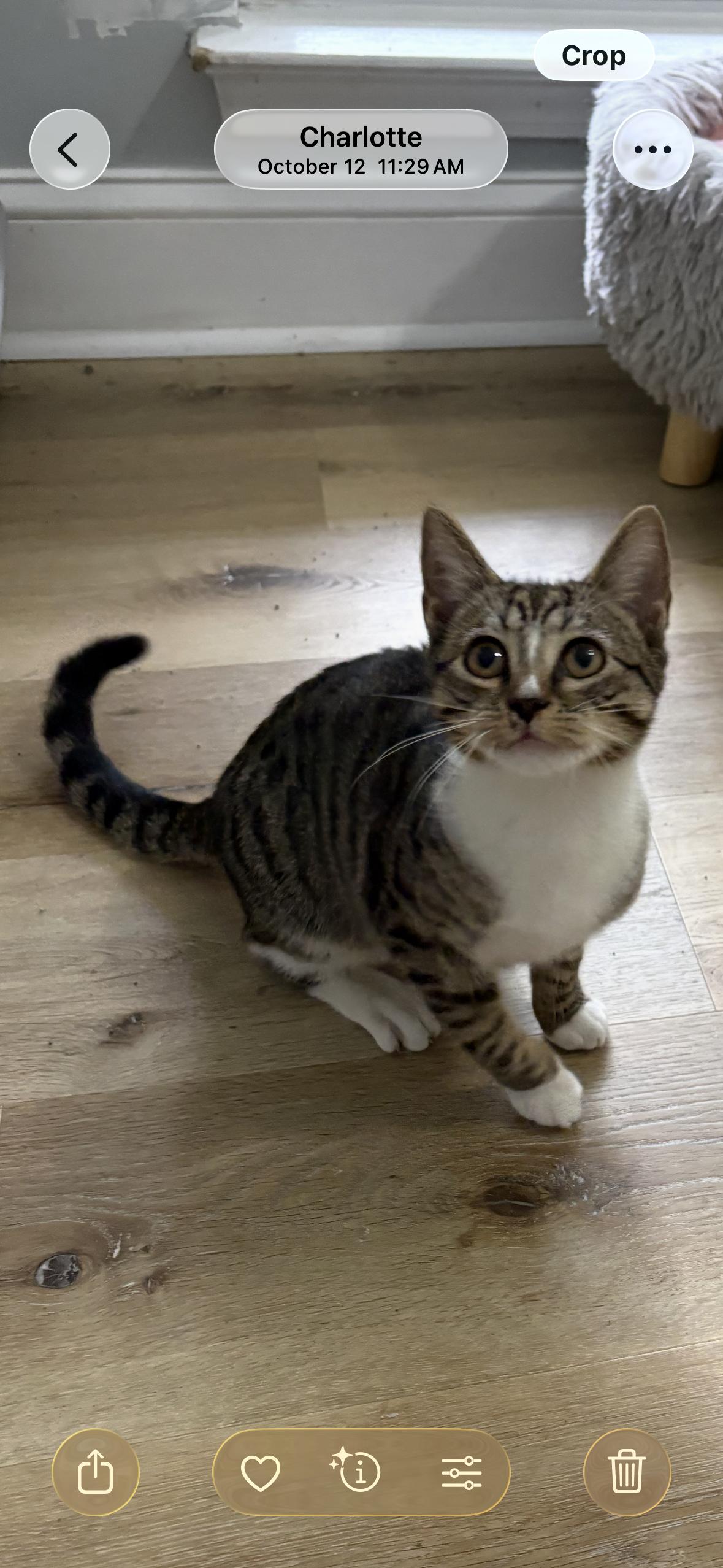 Enlarge Sweet Ginger, a Adoptable Domestic Short Hair in Belmont, NC image 1/5
