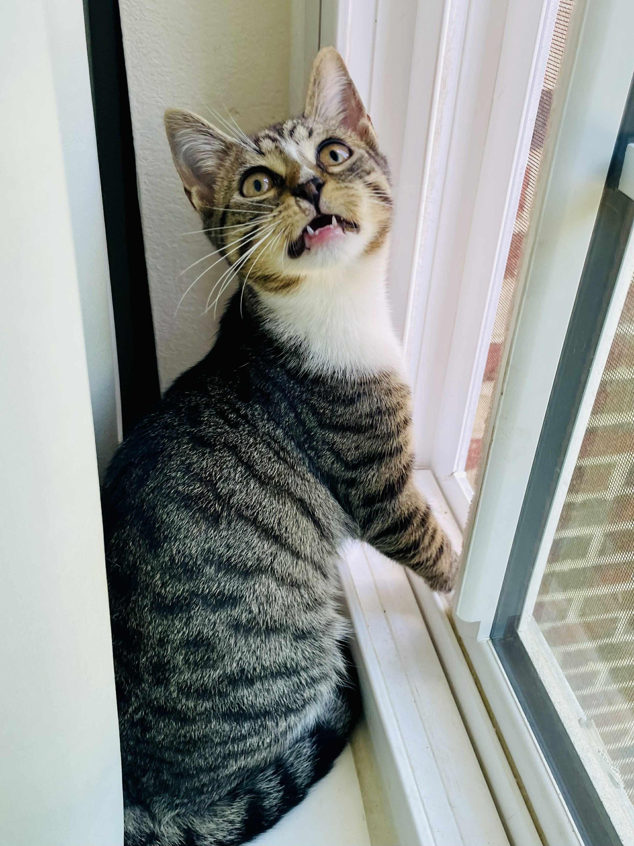 Sweet Ginger, Adoptable, Kitten Female Domestic Short Hair.