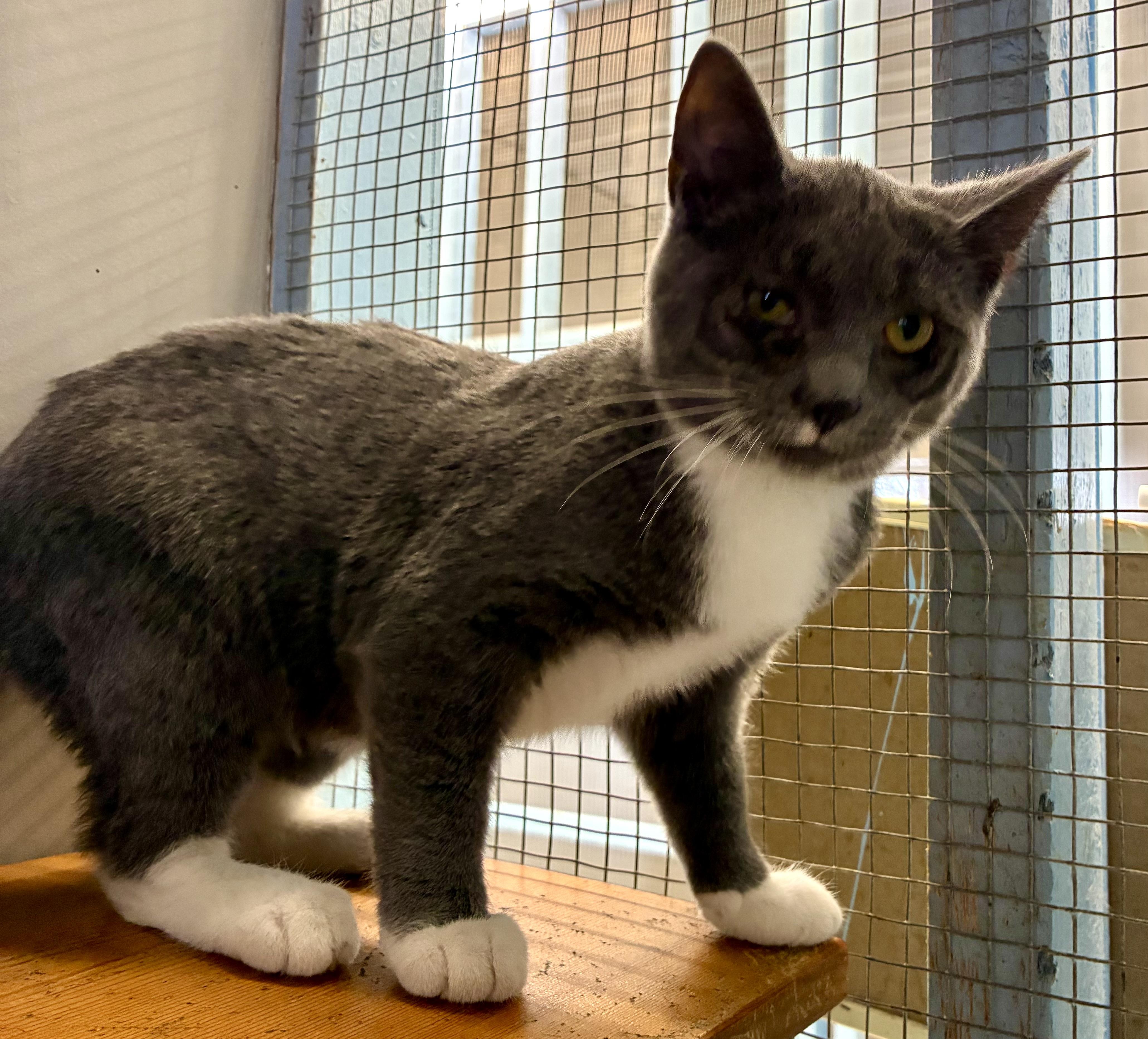 ZOLA, ADOPTABLE, Kitten Female Domestic Short Hair.