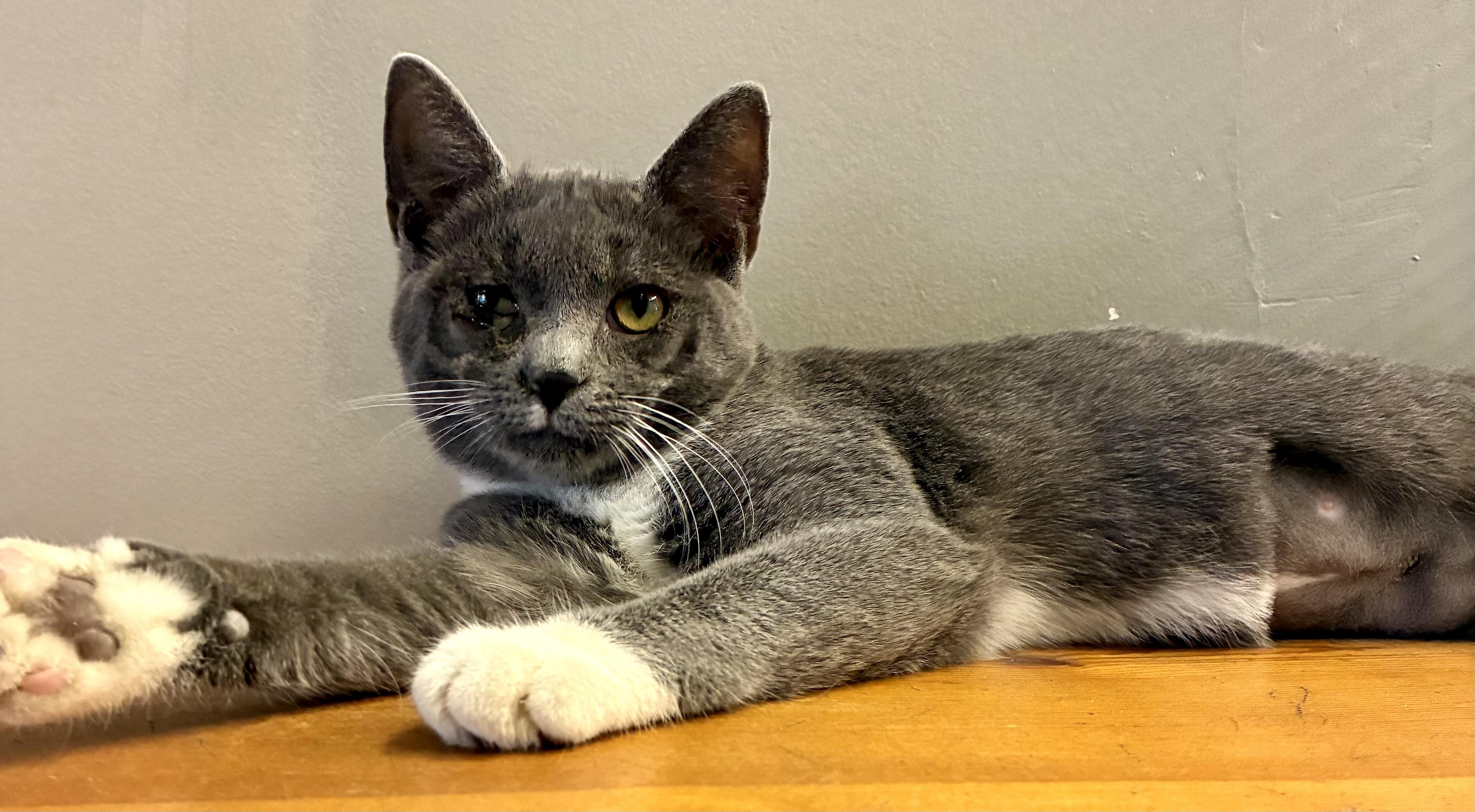 Enlarge ZOLA, a ADOPTABLE Domestic Short Hair in Louisa, KY image 2/4