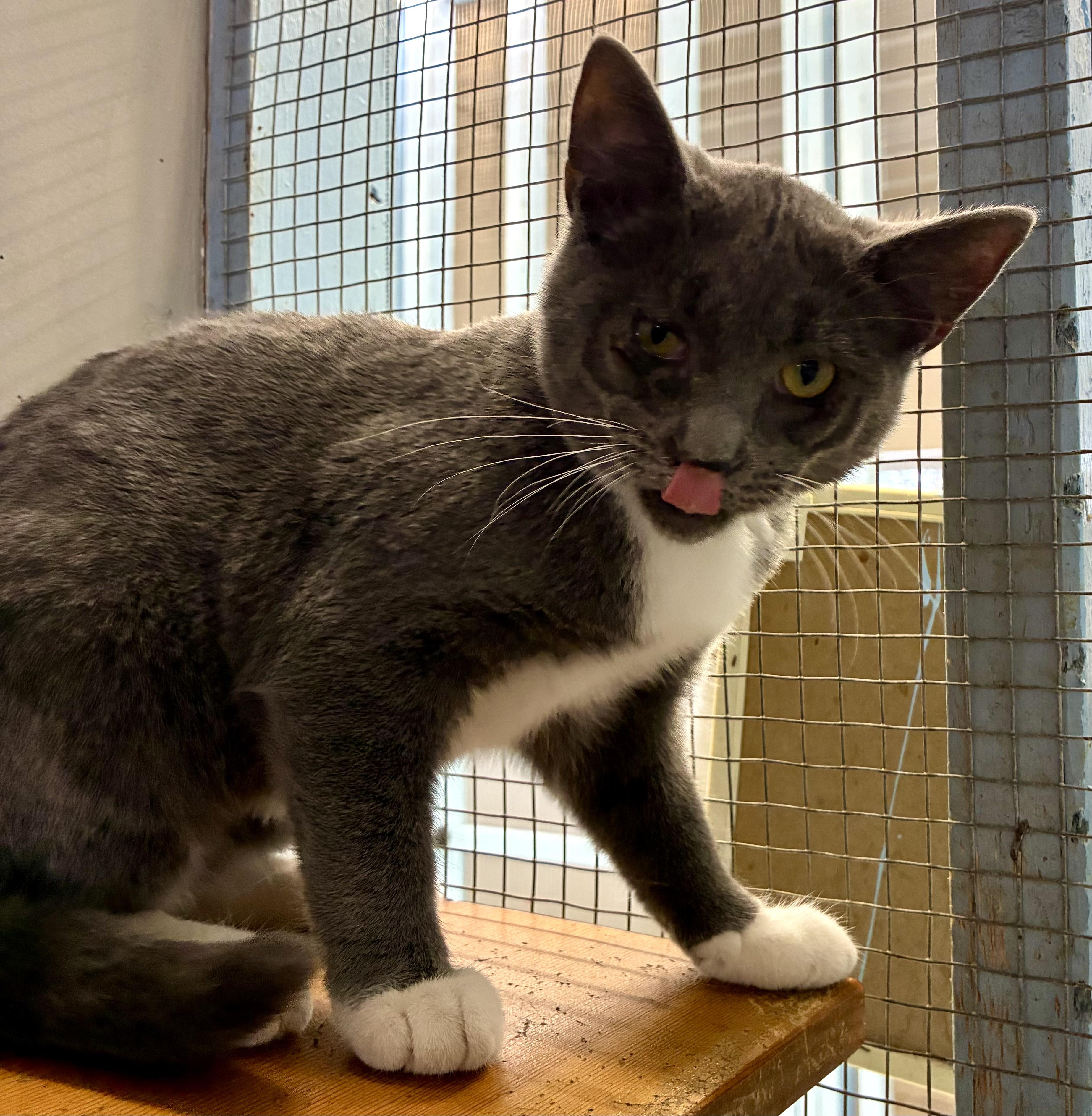 Enlarge ZOLA, a ADOPTABLE Domestic Short Hair in Louisa, KY image 3/4