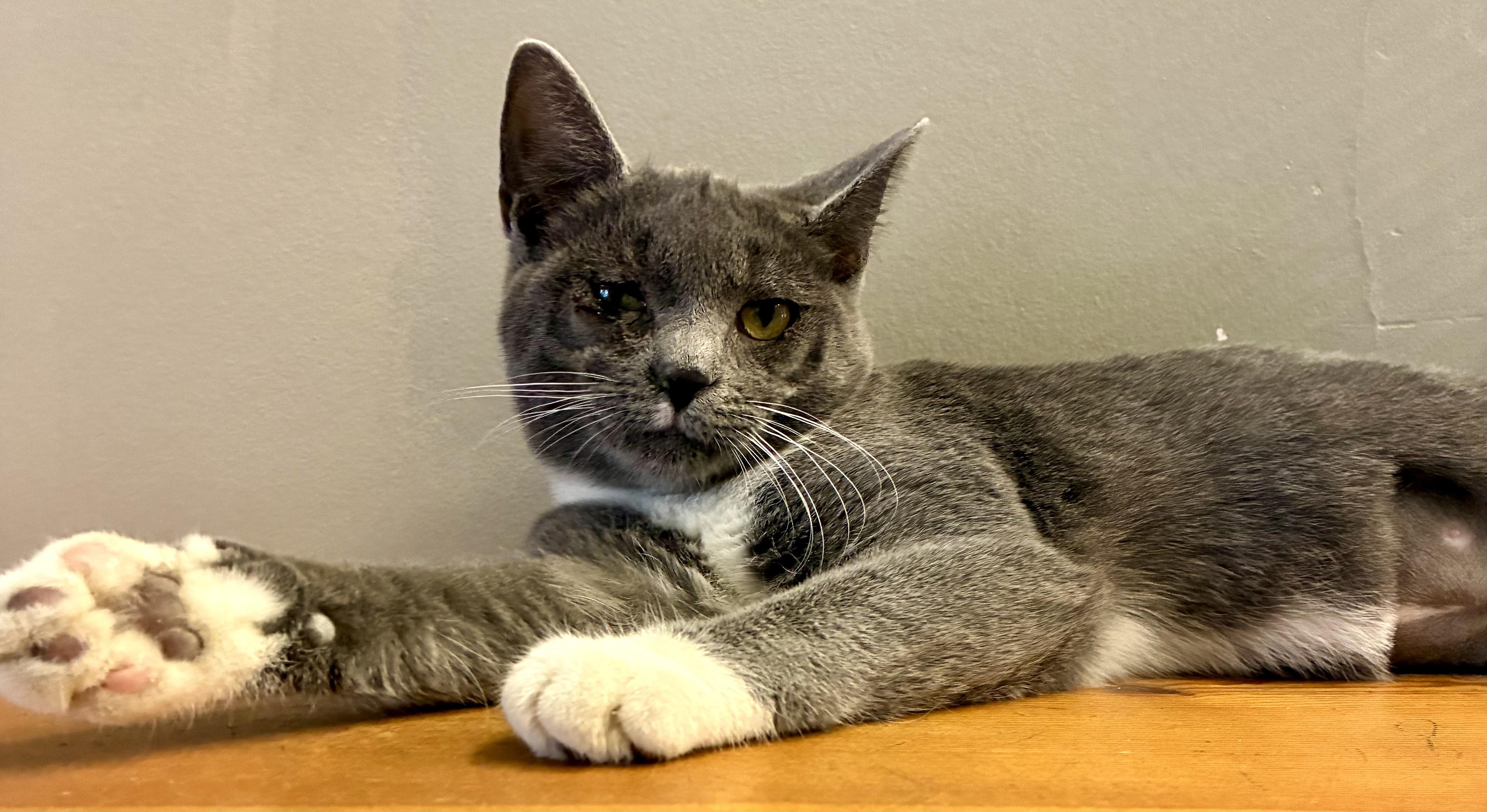 Enlarge ZOLA, a ADOPTABLE Domestic Short Hair in Louisa, KY image 4/4