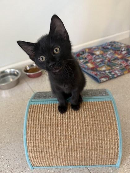 Melany, Adoptable, Kitten Female Domestic Short Hair & Domestic Short Hair.