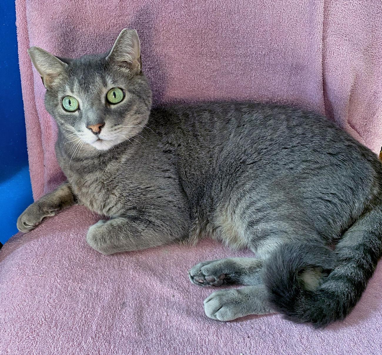 Alex, a Adoptable Domestic Short Hair in Euclid, OH image 4/6