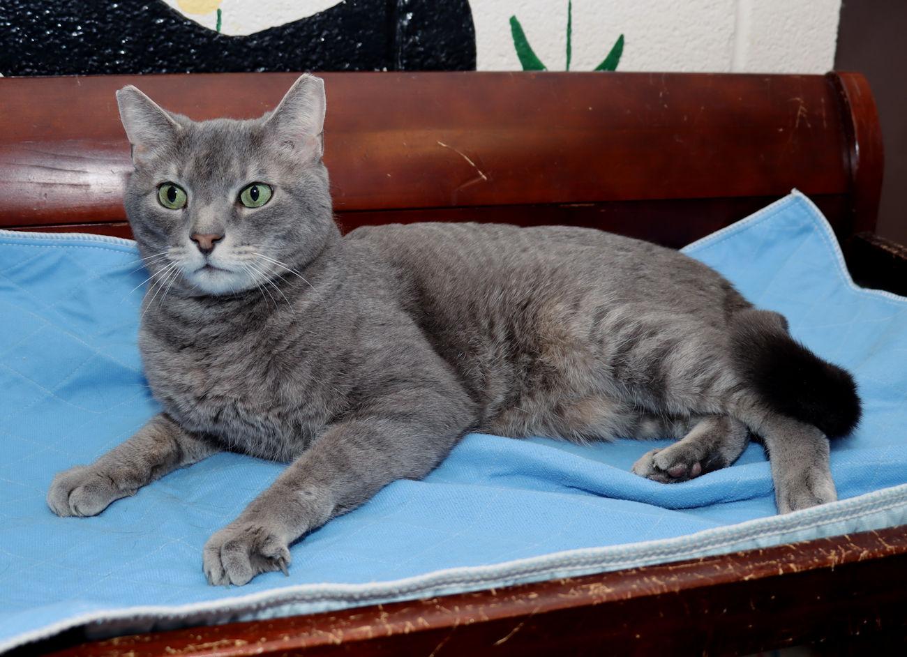 Alex, a Adoptable Domestic Short Hair in Euclid, OH image 3/6
