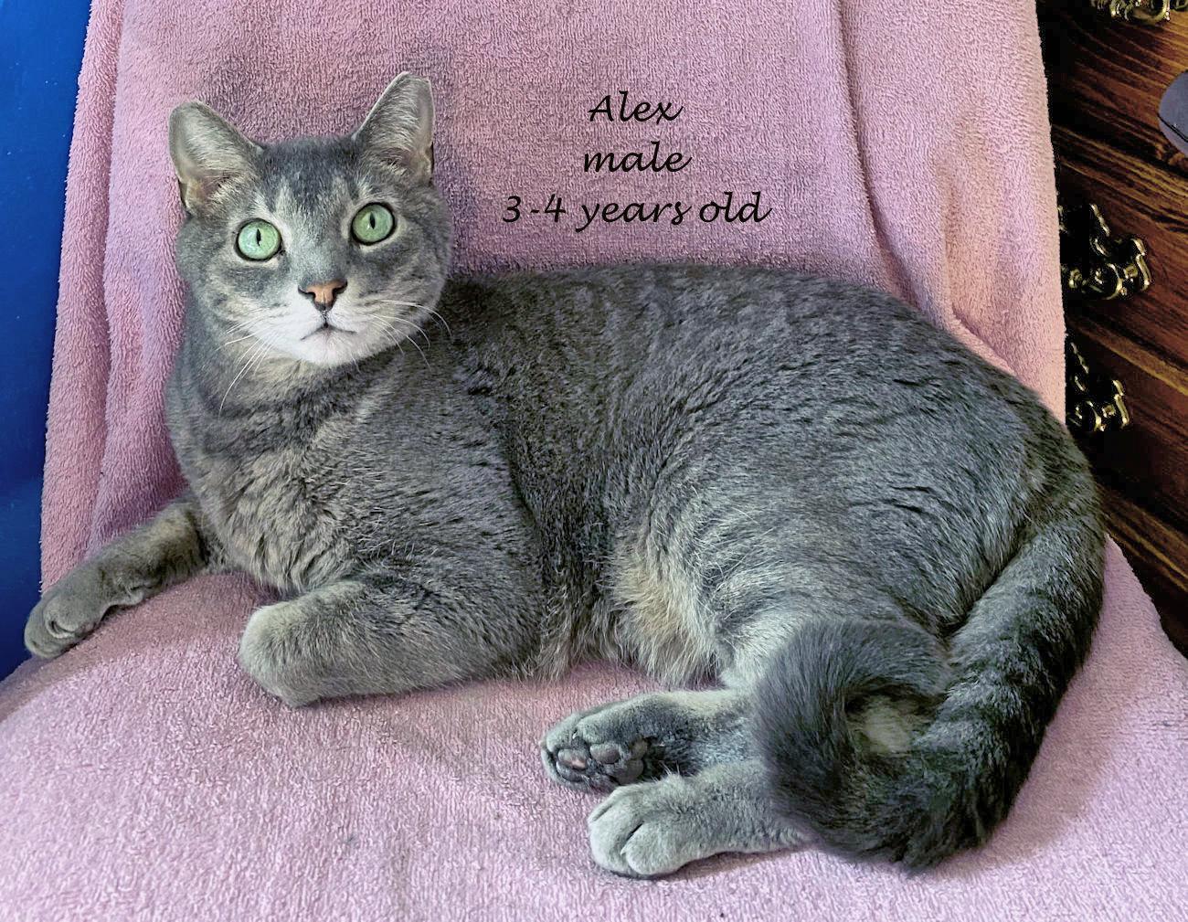 Alex, a Adoptable Domestic Short Hair in Euclid, OH image 2/6