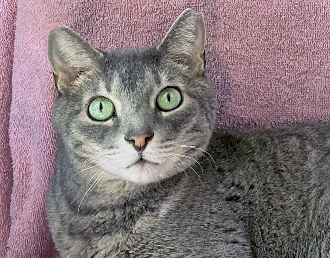 Alex, a Adoptable Domestic Short Hair in Euclid, OH image 1/6