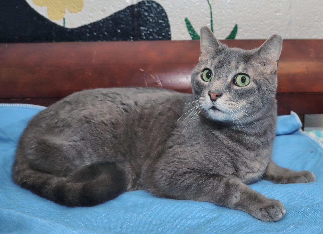 Alex, a Adoptable Domestic Short Hair in Euclid, OH image 5/6