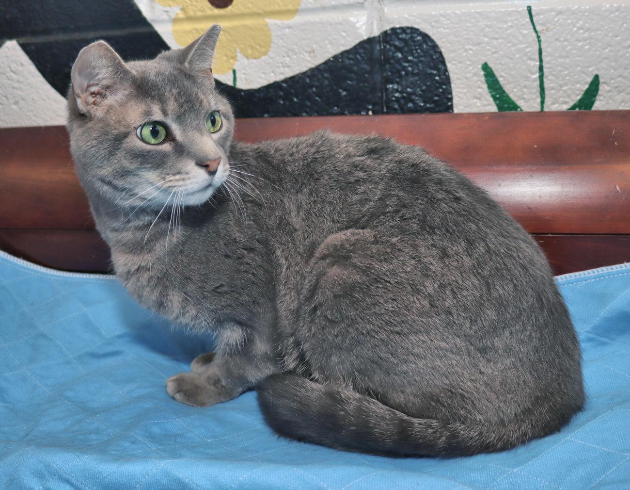 Alex, a Adoptable Domestic Short Hair in Euclid, OH image 6/6